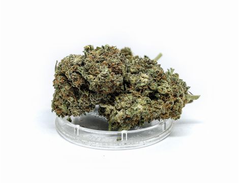 Sativa Poland Susz CBD Super Jamaica - 2